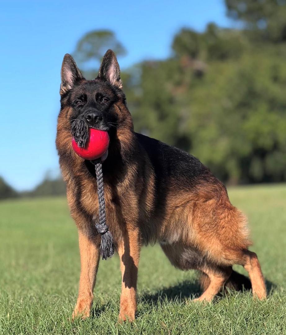 Chester - German Shepherd for adoption