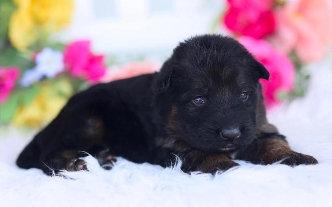 Red Collar - German Shepherd for adoption
