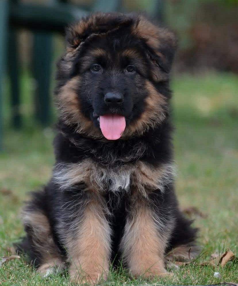Rex - German Shepherd for adoption